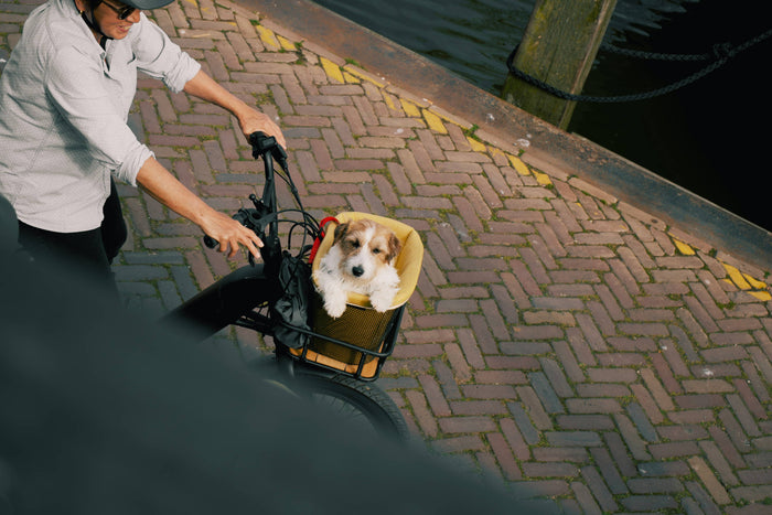 Fahrradfahren mit Hund: Training, Ausrüstung & Sicherheit