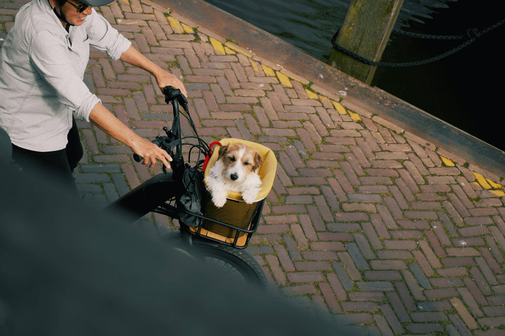Fahrradfahren mit Hund: Training, Ausrüstung & Sicherheit
