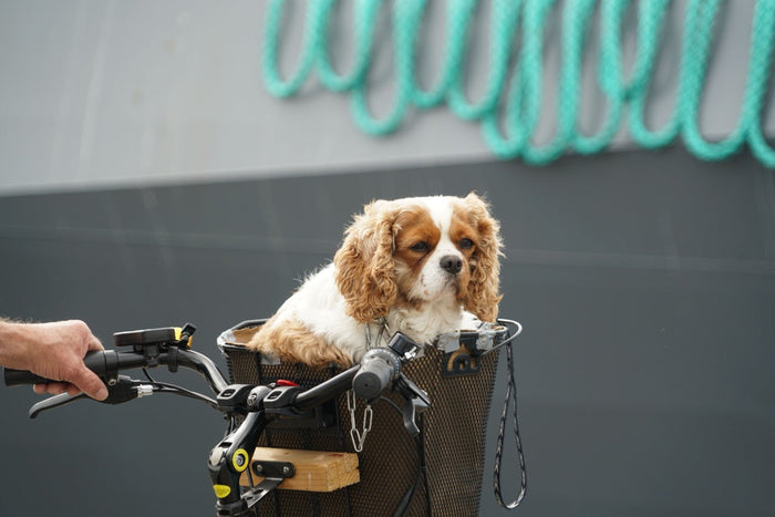 E-Bike & Hund: Korb oder Anhänger? Die beste Lösung